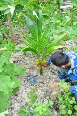 Nam Yet- a coconut island - ảnh 3